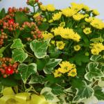 Chậu Hoa Thiết Kế Nắng Ấm 043