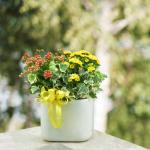 Chậu Hoa Thiết Kế Nắng Ấm 043