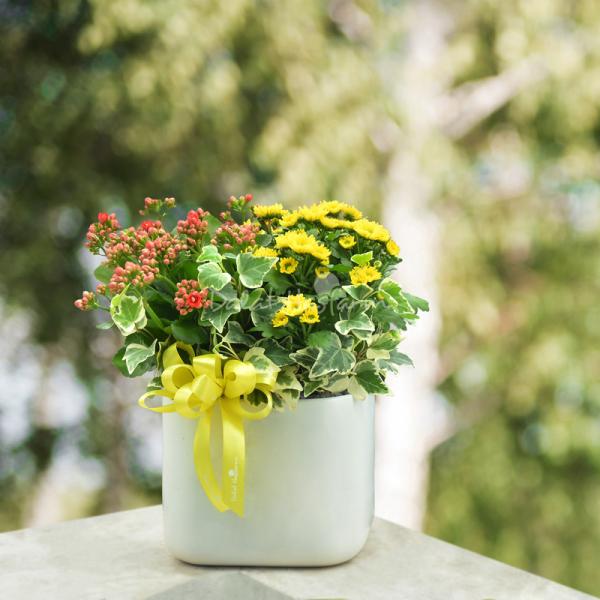 Chậu Hoa Thiết Kế Nắng Ấm 043