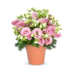 Chậu Hoa Thông Điệp Hạnh Phúc 143