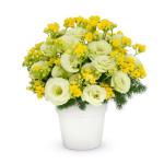 Chậu Hoa Thông Điệp Hạnh Phúc 142