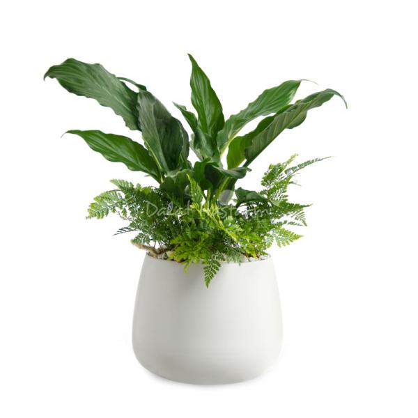 Chậu Cây Xanh Thiết Kế Trong Lành 089