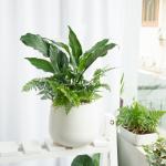 Chậu Cây Xanh Thiết Kế Trong Lành 089