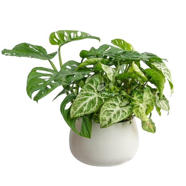 Chậu Cây Xanh Thiết Kế Tươi Mát 090