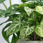 Chậu Cây Xanh Thiết Kế Tươi Mát 090