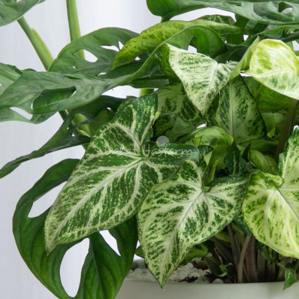 Chậu Cây Xanh Thiết Kế Tươi Mát 090