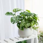 Chậu Cây Xanh Thiết Kế Tươi Mát 090