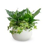 Chậu Cây Xanh Thiết Kế Trong Lành 091