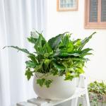 Chậu Cây Xanh Thiết Kế Trong Lành 091