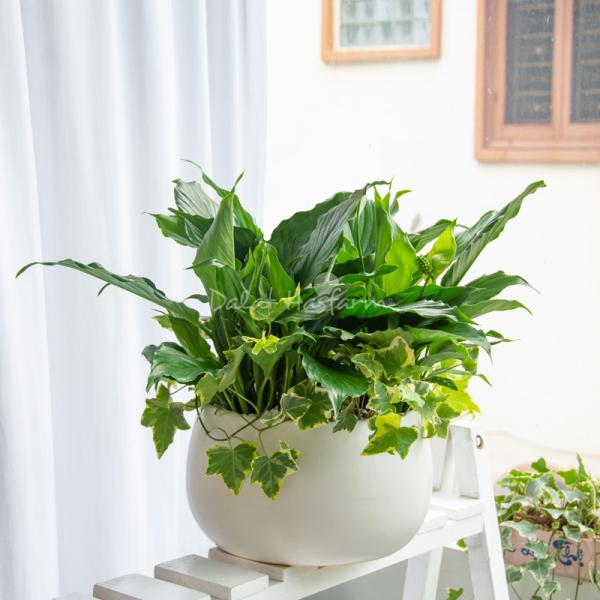 Chậu Cây Xanh Thiết Kế Trong Lành 091