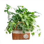 Giỏ Cây Xanh Thiết Kế Đồng Xanh 092