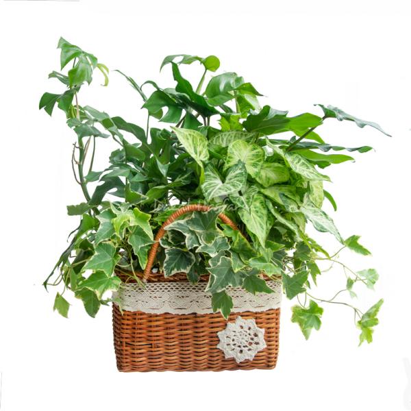 Giỏ Cây Xanh Thiết Kế Đồng Xanh 092