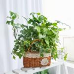 Giỏ Cây Xanh Thiết Kế Đồng Xanh 092