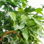 Giỏ Cây Xanh Thiết Kế Đồng Xanh 092