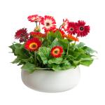 Chậu Hoa Thiết Kế Diệu Kỳ 093