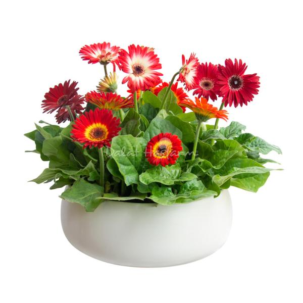 Chậu Hoa Thiết Kế Diệu Kỳ 093