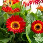 Chậu Hoa Thiết Kế Diệu Kỳ 093