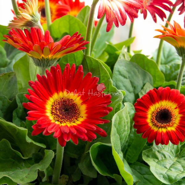 Chậu Hoa Thiết Kế Diệu Kỳ 093