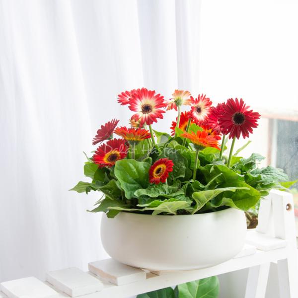 Chậu Hoa Thiết Kế Diệu Kỳ 093