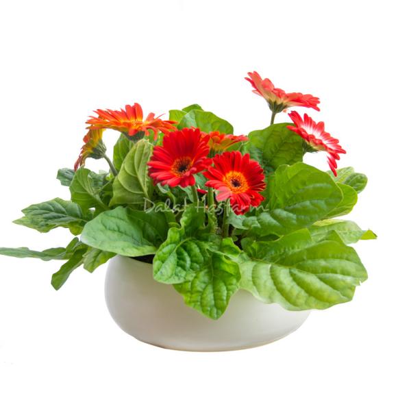 Chậu Hoa Thiết Kế Diệu Kỳ 094