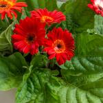 Chậu Hoa Thiết Kế Diệu Kỳ 094