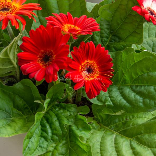 Chậu Hoa Thiết Kế Diệu Kỳ 094