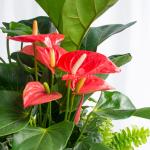 Giỏ Cây Xanh Thiết Kế Đồng Xanh 097