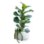 Chậu Cây Xanh Thiết Kế Đồng Xanh 099