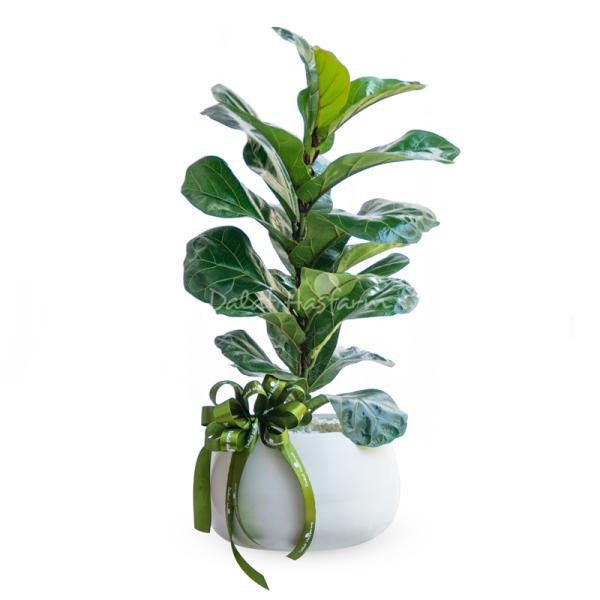 Chậu Cây Xanh Thiết Kế Đồng Xanh 099