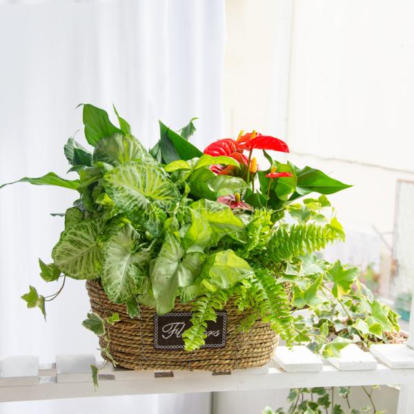 Giỏ Cây Xanh Thiết Kế Đồng Xanh 096