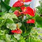 Giỏ Cây Xanh Thiết Kế Đồng Xanh 096