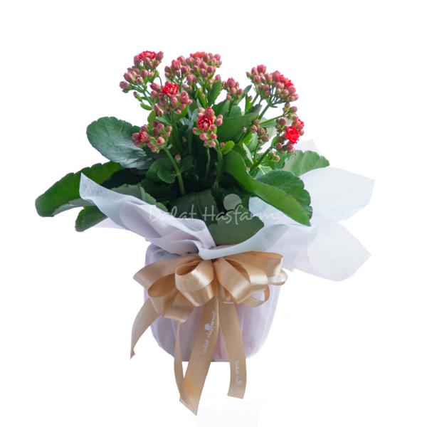 Chậu Giấy Gói Hoa Sống Đời 049