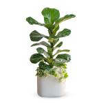 Chậu Cây Xanh Thiết Kế Đồng Xanh 100