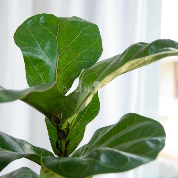 Chậu Cây Xanh Thiết Kế Đồng Xanh 100