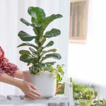 Chậu Cây Xanh Thiết Kế Đồng Xanh 100