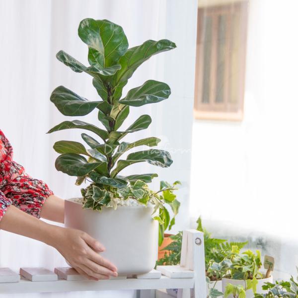 Chậu Cây Xanh Thiết Kế Đồng Xanh 100