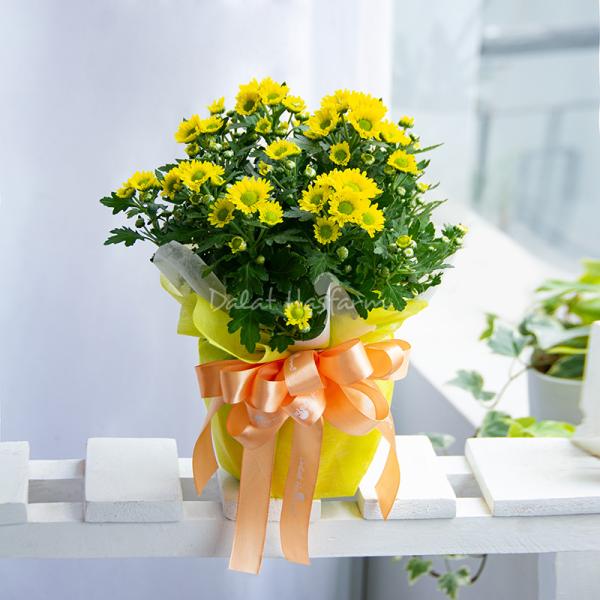 Chậu Giấy Gói Hoa Cúc Trung 045