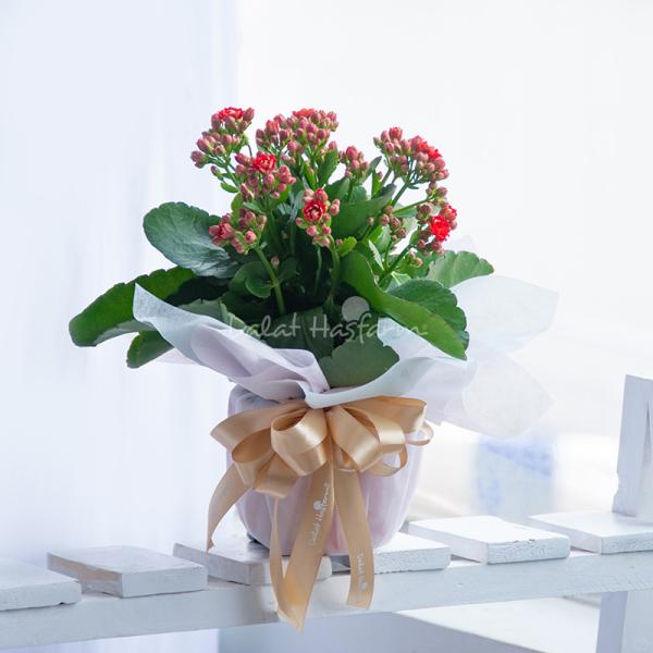 Chậu Giấy Gói Hoa Sống Đời 049