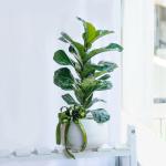 Chậu Cây Xanh Thiết Kế Đồng Xanh 099