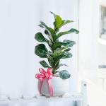 Chậu Cây Xanh Thiết Kế Đồng Xanh 099