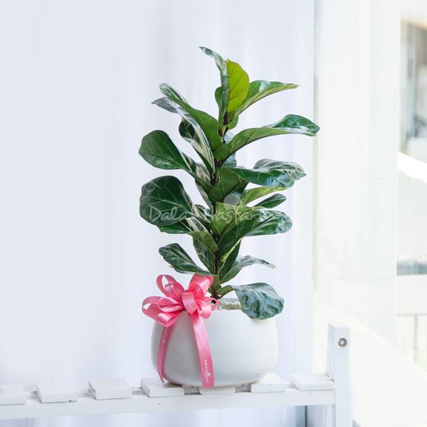 Chậu Cây Xanh Thiết Kế Đồng Xanh 099