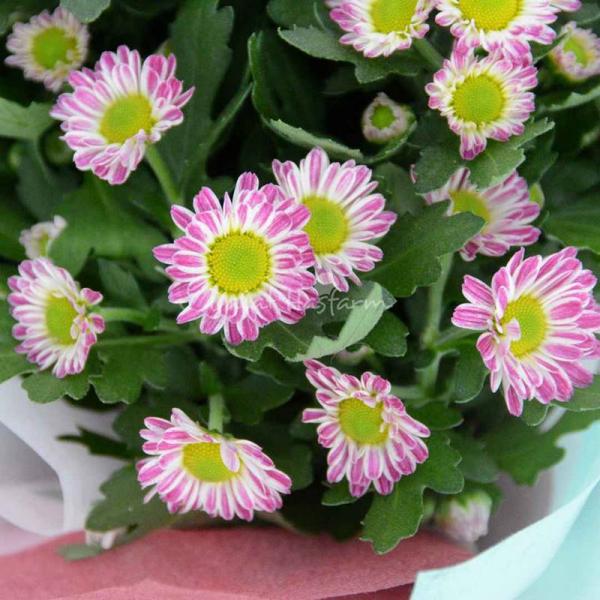 Chậu Giấy Gói Hoa Cúc Trung 045