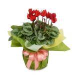 Chậu Giấy Gói Hoa Anh Thảo 036