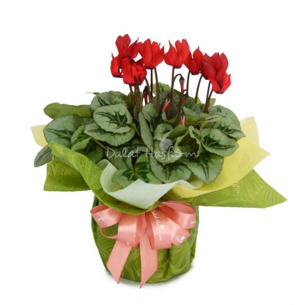 Chậu Giấy Gói Hoa Anh Thảo 036