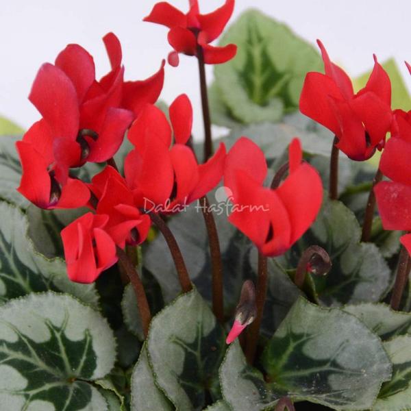 Chậu Giấy Gói Hoa Anh Thảo 036