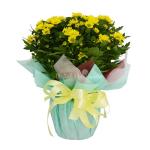 Chậu Giấy Gói Hoa Cúc Trung 045