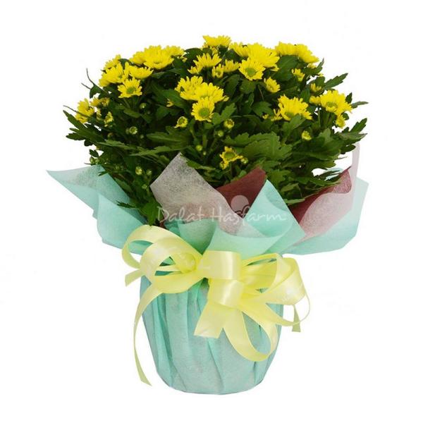 Chậu Giấy Gói Hoa Cúc Trung 045