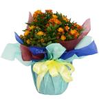 Chậu Giấy Gói Hoa Cúc trung 043