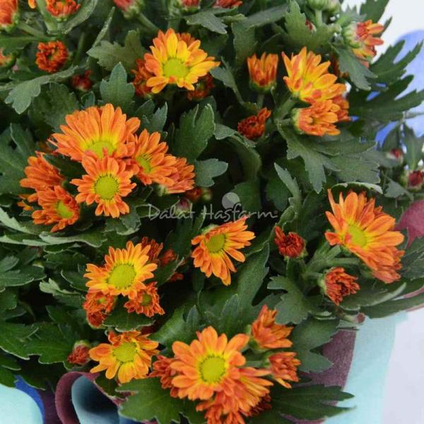 Chậu Giấy Gói Hoa Cúc trung 043