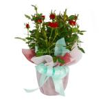 Chậu Giấy Gói Hoa Hồng 038